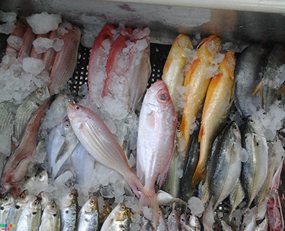 魚(yú)類(lèi)配送